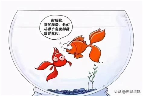 魚缸效應|金魚缸效應